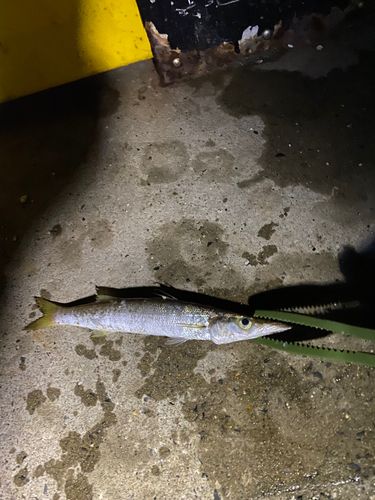 カマスの釣果