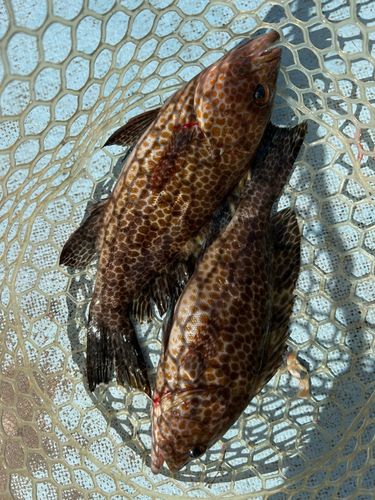 オオモンハタの釣果