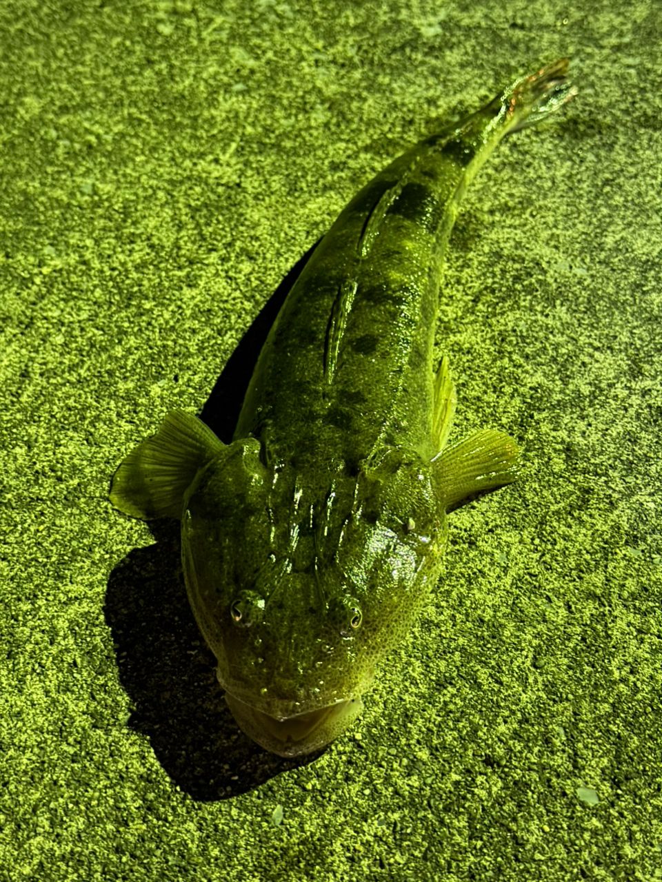 マゴチ