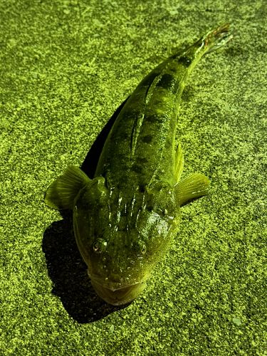 マゴチの釣果