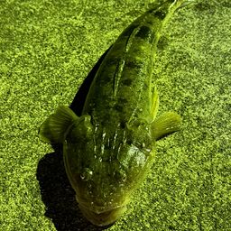 マゴチ