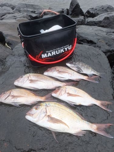 マダイの釣果