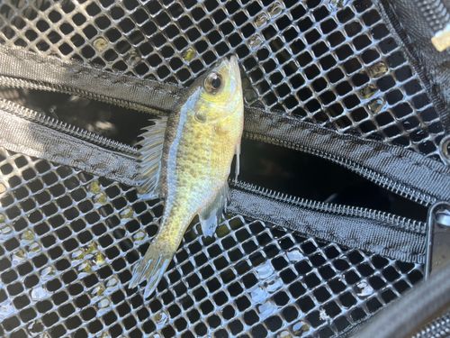 釣果