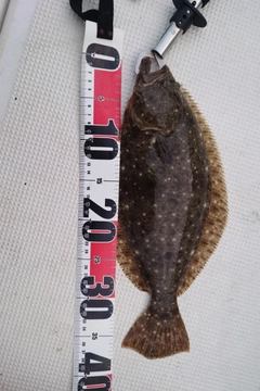 ヒラメの釣果