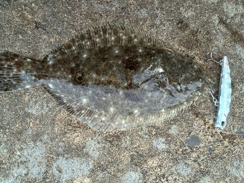 ソゲの釣果