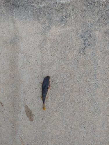 クサフグの釣果