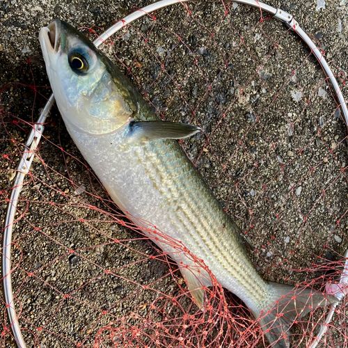 ボラの釣果
