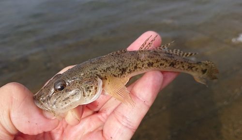 マハゼの釣果