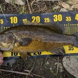 スモールマウスバス