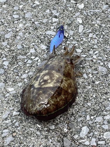 カミナリイカの釣果