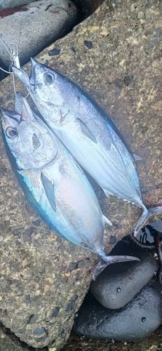カツオの釣果