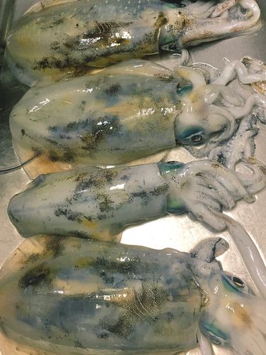アオリイカの釣果