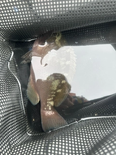 クチブトグレの釣果