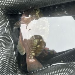 クチブトグレ