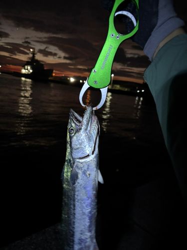 サゴシの釣果