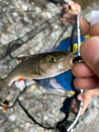 ウグイの釣果