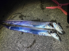 タチウオの釣果