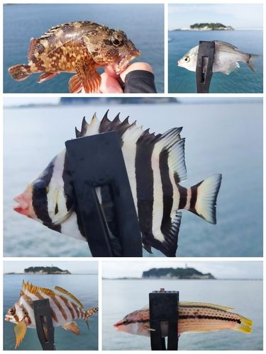 サンバソウの釣果