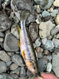 カワムツの釣果