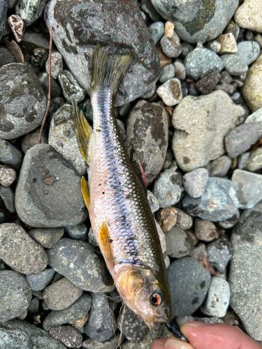 カワムツの釣果