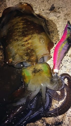 アオリイカの釣果