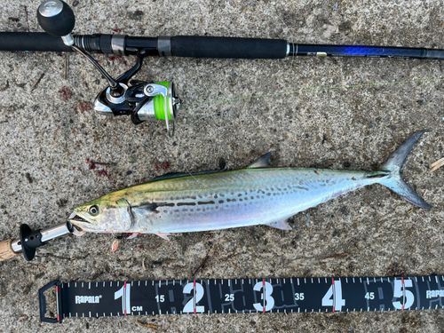サゴシの釣果