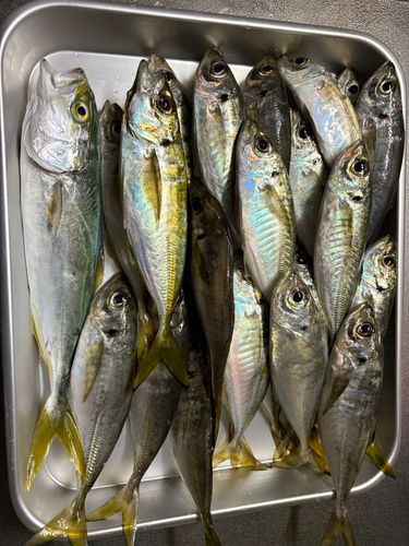 マアジの釣果