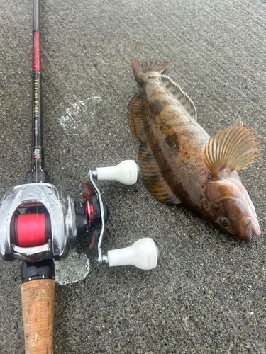 アブラコの釣果