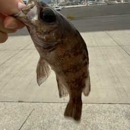メバル