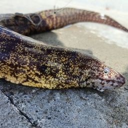 ウツボ