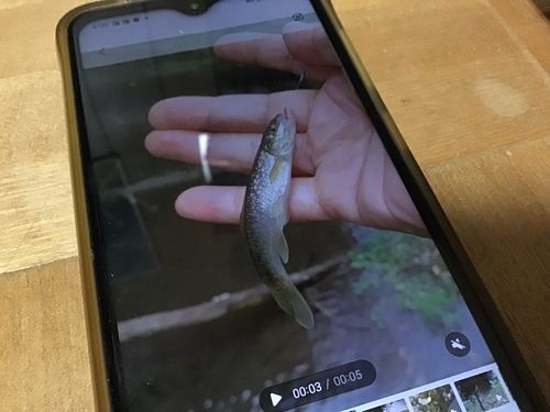 タカハヤの釣果