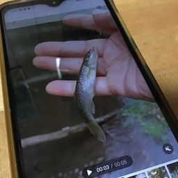 タカハヤ