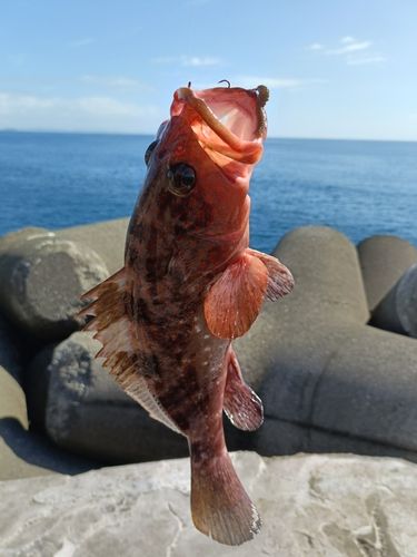 キジハタの釣果