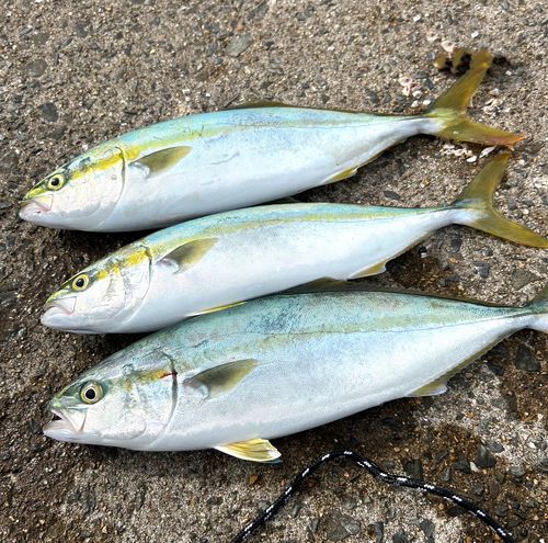イナダの釣果