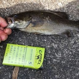 スモールマウスバス