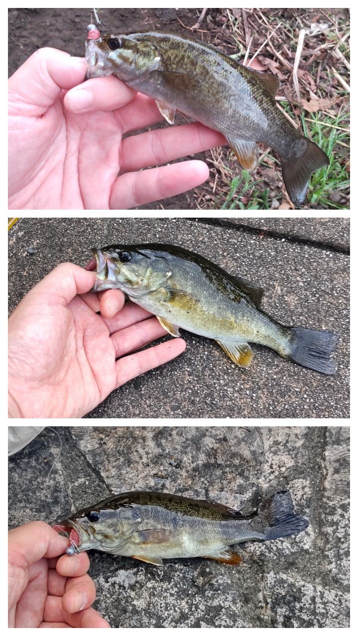 スモールマウスバス