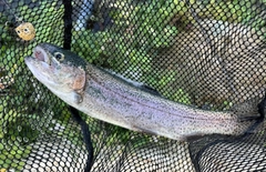 ニジマスの釣果