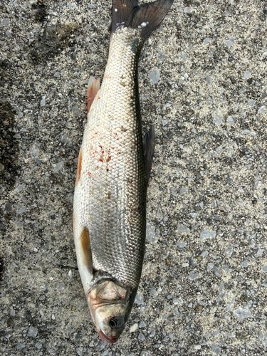 釣果