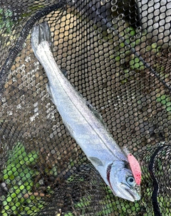 サクラマスの釣果