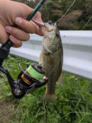 ラージマウスバスの釣果