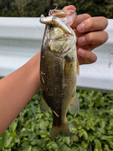 ラージマウスバスの釣果