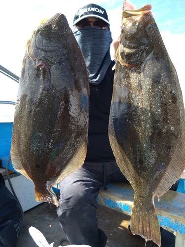 ヒラメの釣果