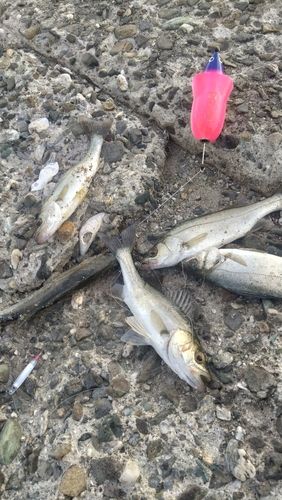 セイゴ（マルスズキ）の釣果