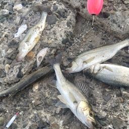 セイゴ(マルスズキ)