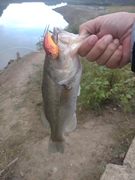 ラージマウスバスの釣果