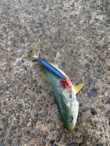 ヤズの釣果