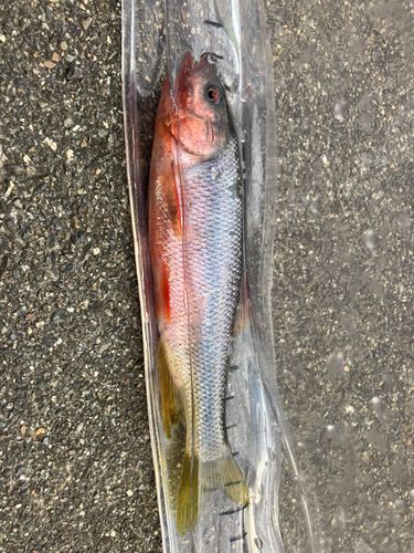 オイカワの釣果