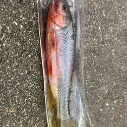 オイカワ