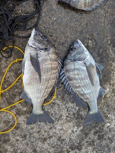 クロダイの釣果