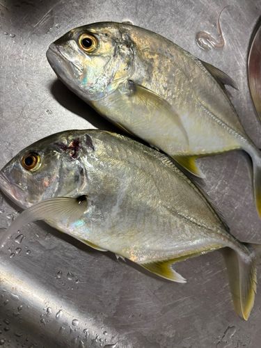 メッキの釣果